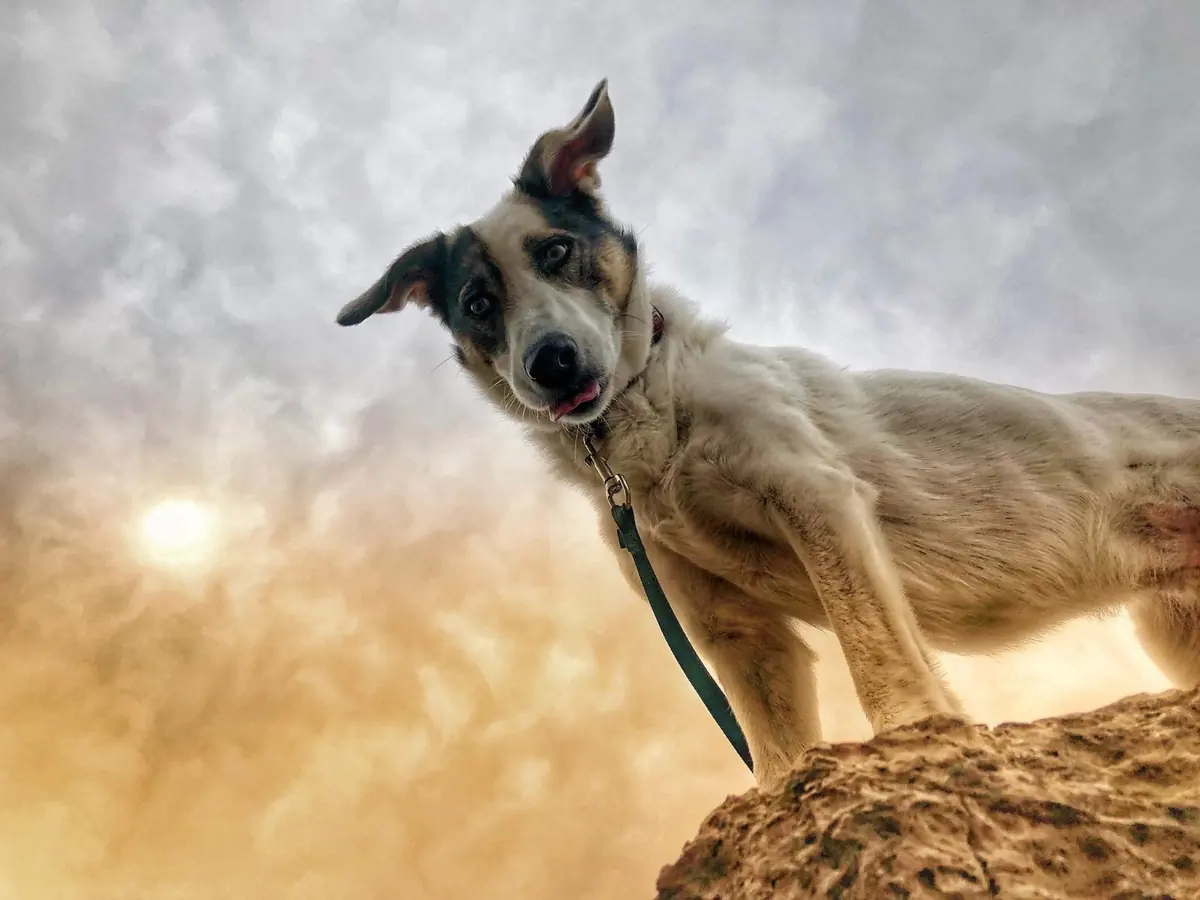 Hund als Symbol für dieHunde.schule